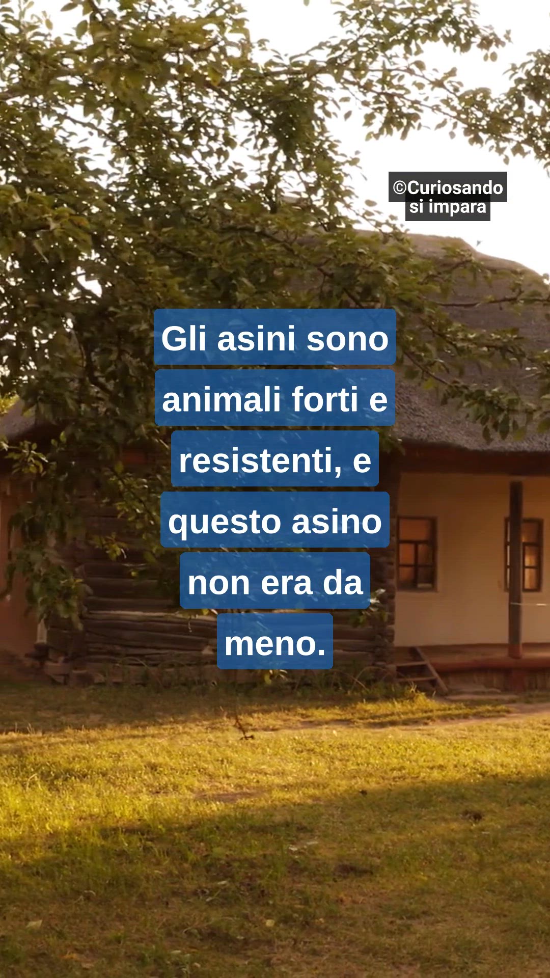 Video thumbnail for Sii come l'asino