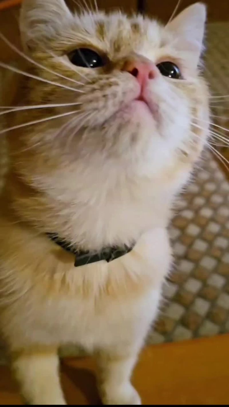 Video thumbnail for Clever Kitten Pulls a Stroller with Its Cat Family