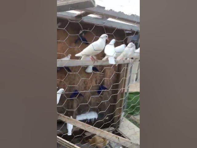 Video thumbnail for These birds are junk. If you are going to have a release business then get the right birds!!!!