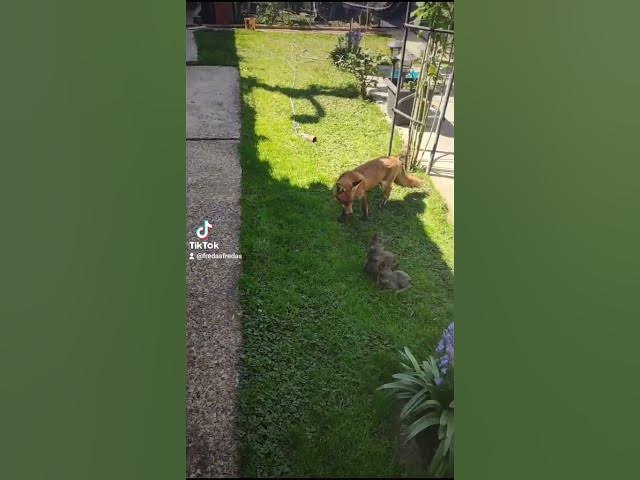 Video thumbnail for 🦊