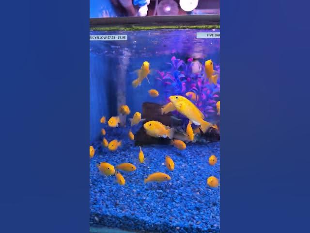 Video thumbnail for 3 min Speed Run through Local Fish Store - Hong Kong Tropical Fish (Artesia, CA) #fishstore #tour