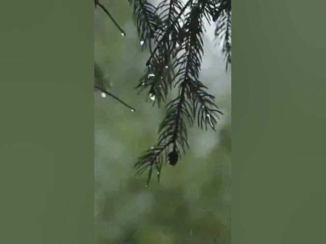 Video thumbnail for #rainsounds #rainforrest #nature # #rain #relax #relaxingsounds #rainoundforsleep #sleep