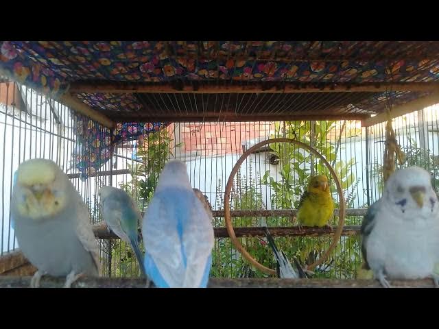 Video thumbnail for Was tun, wenn dein Wellensittich nicht mehr singt 🎶❌