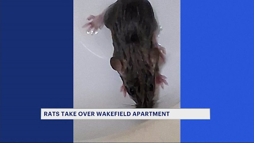 Video thumbnail for 'They ate right through the Sheetrock.' Wakefield woman says rats have taken over her apartment