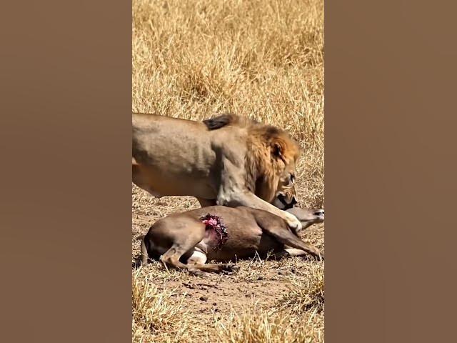 Video thumbnail for lion and hiran