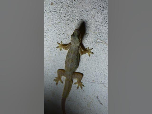 Video thumbnail for The gecko lizard wait eat food 🦎#gecko #geckos #reptiles #lizard #exoticpet #Tuko #nest
