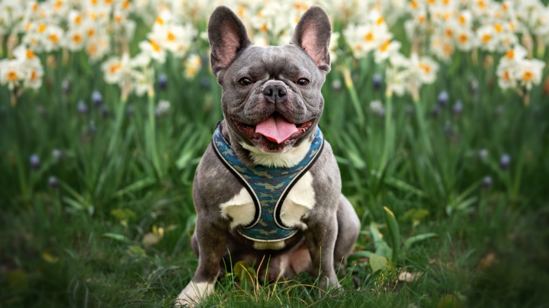 Video thumbnail for Frenchie Or Boston Terrier? The Key Differences Explained