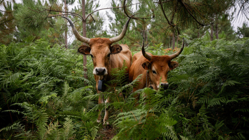 Video thumbnail for How native livestock is reducing the risk of wildfires in Spain's Galicia region