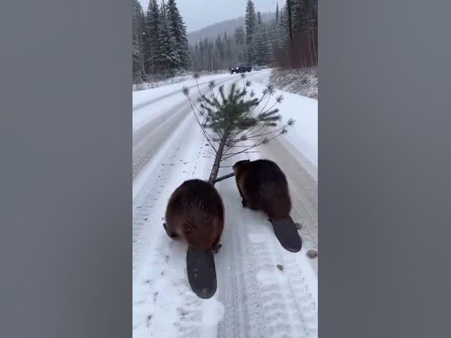 Video thumbnail for Two Beavers Team Up to Drag a Tree Across a Snowy Road — The Teamwork Is Incredible
