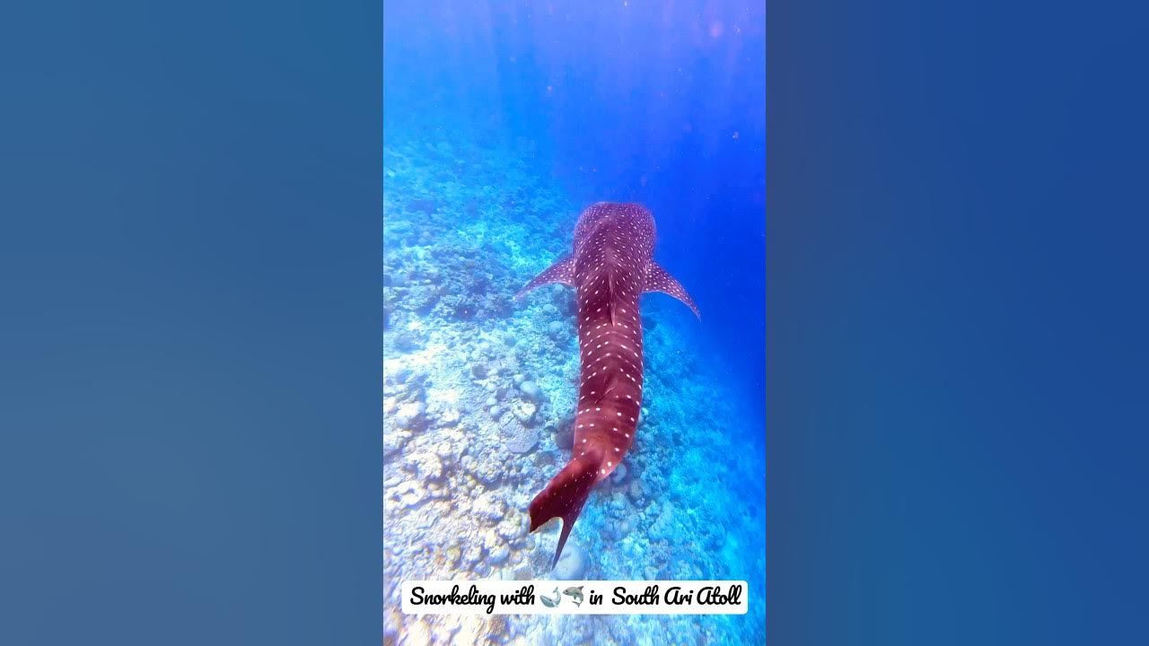 Video thumbnail for Swimming with Gentle Giants: Snorkeling 🤿  Adventure with Whale Sharks in the Maldives!