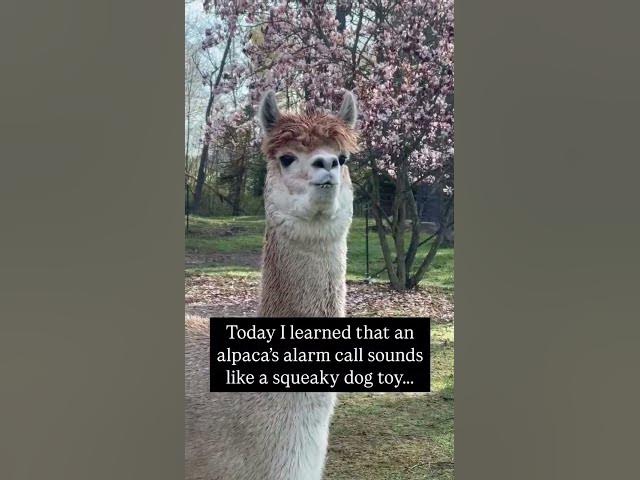 Alpacas make these funny sounds to warn the herd of danger