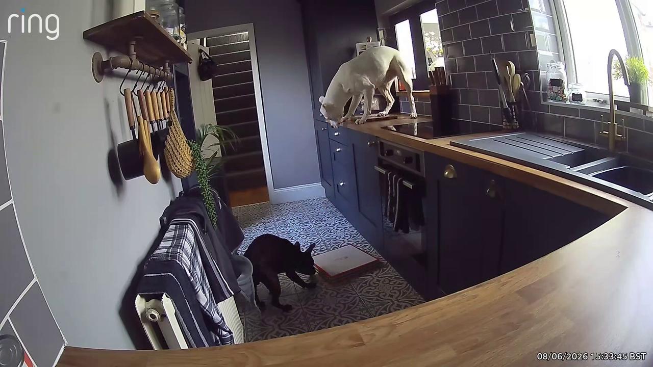 Video thumbnail for Dog Jumps Up On Counter And Knocks Pizza Down