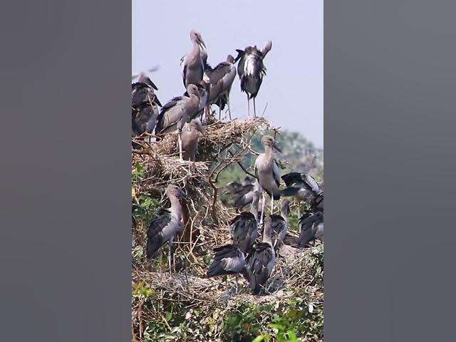 Video thumbnail for Wild bird & Nest a lot birs EP 29 #birds #nestbird #birdalot #birdfeed #birdeat