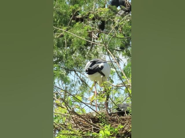 Video thumbnail for all baby birds sound at fields 1 8