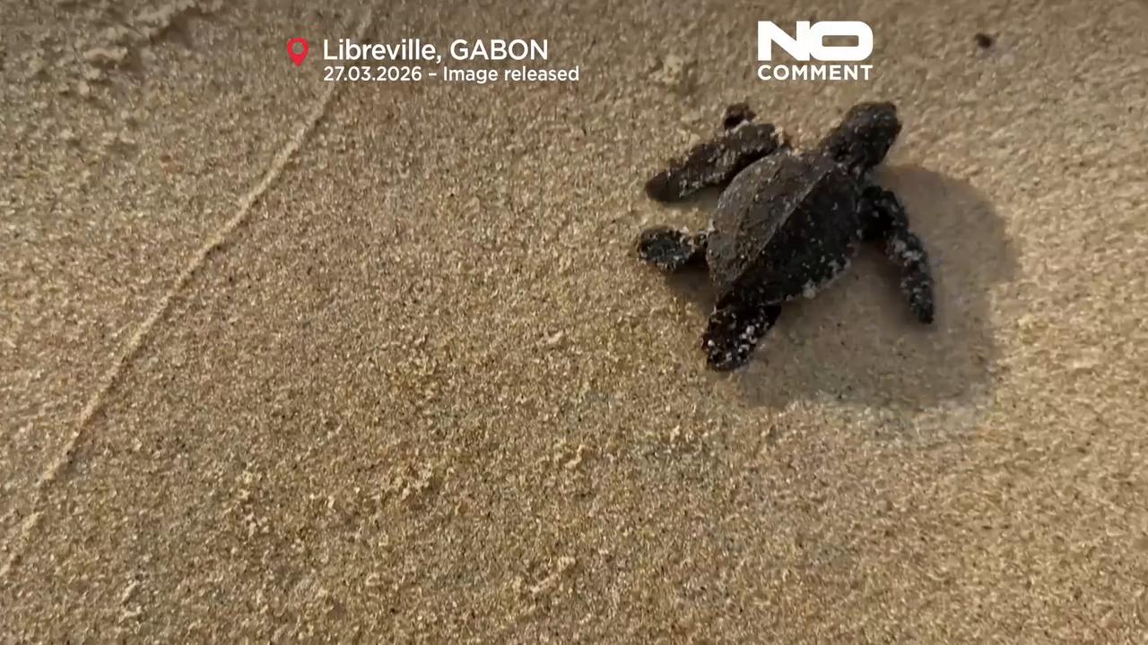 Video thumbnail for Gabon’s tiny turtles race against extinction as funding for protection dries up