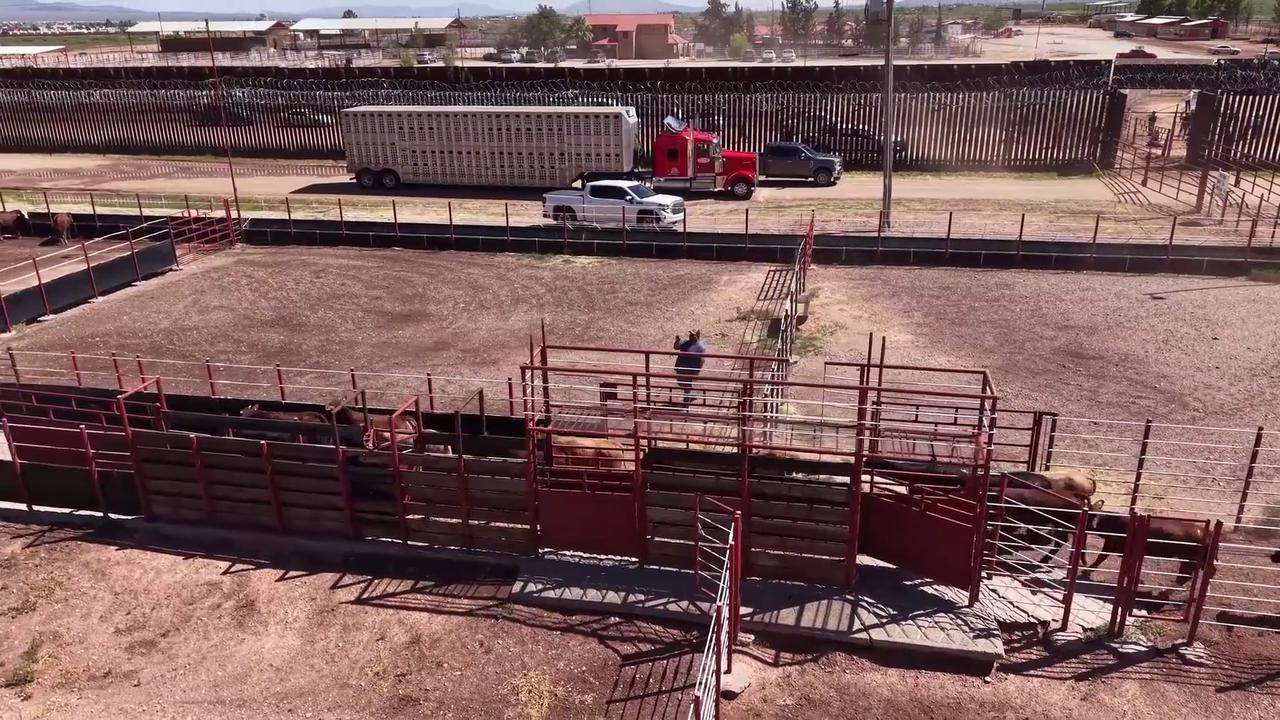 Video thumbnail for US: First Mexican Cattle Cross Into US After New World Screwworm Inspections.
