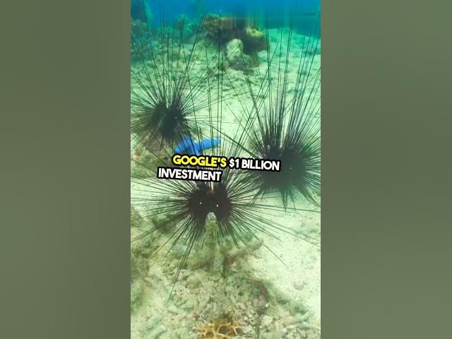 Video thumbnail for Google to invest $1B in Japan’s subsea cables for better connectivity.#google #invest #japan #cables