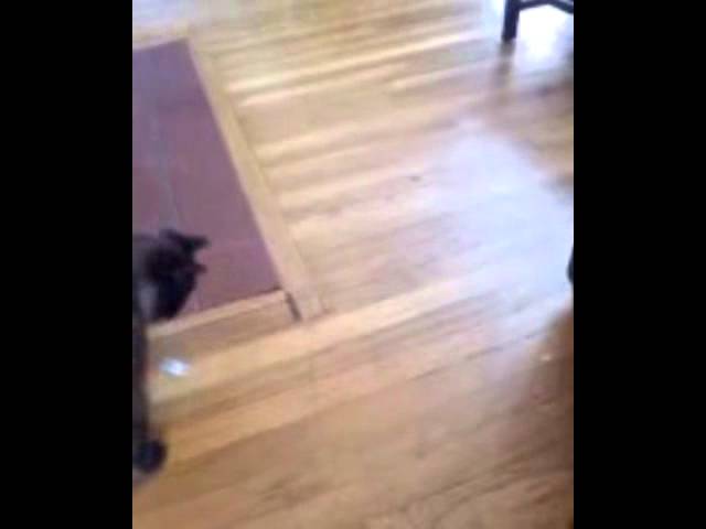 Video thumbnail for Nanook playing with his lazer.