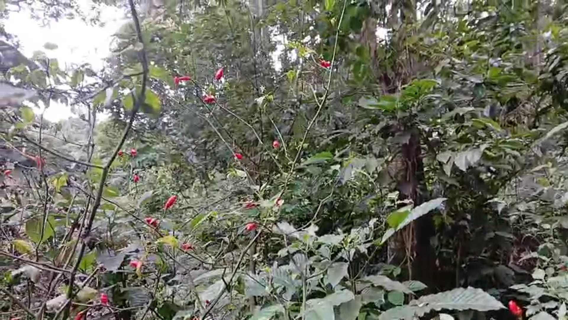 Video thumbnail for Colorful Chilies on the Tree | A Beautiful Nature View 🌶️