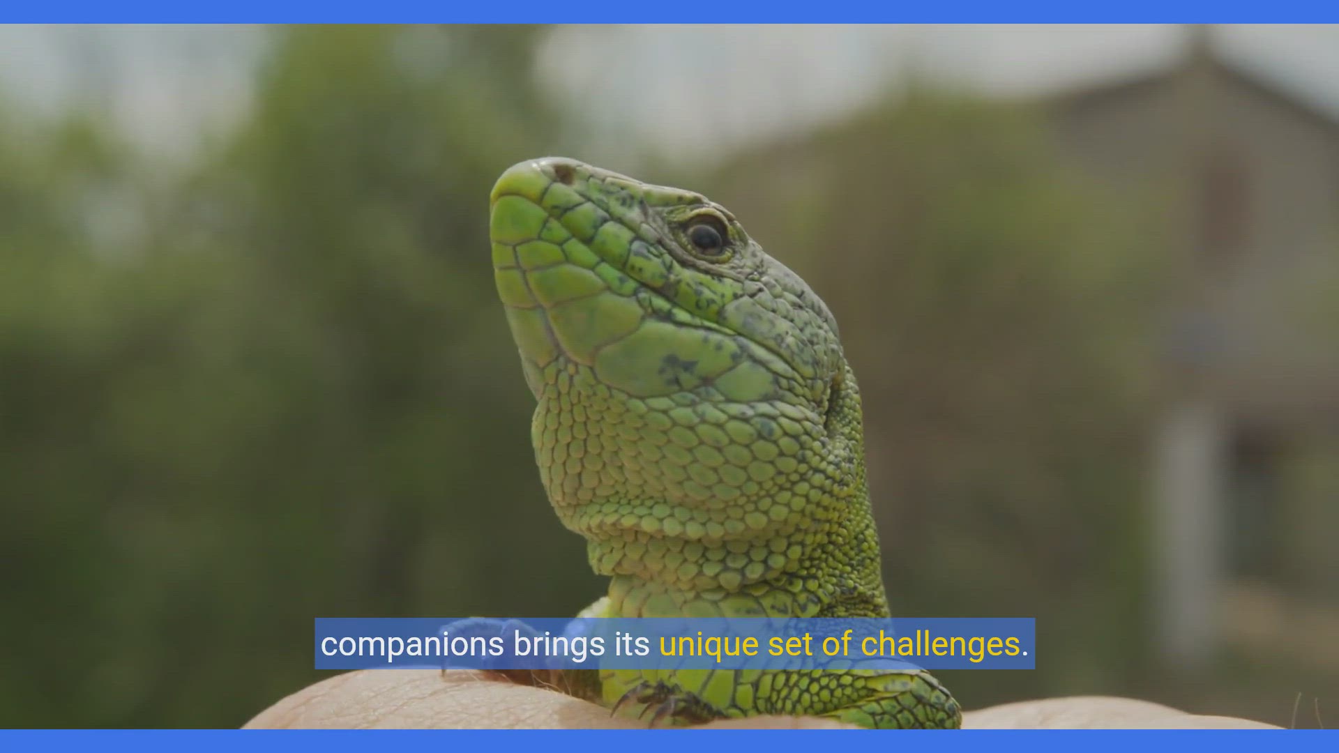 'Video thumbnail for Ultimate Snake Care Guide: Essential Supplies for Your Slithery Friend'