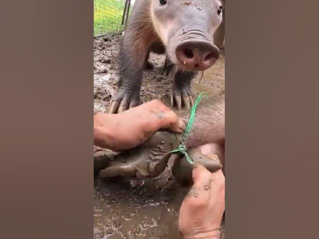 Video thumbnail for Hands Twisting Cord in a Tight Muddy Pen Space