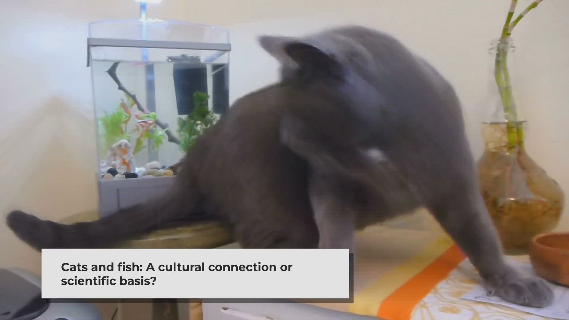 Video thumbnail for Can Cats Eat Fish? The Ultimate Guide