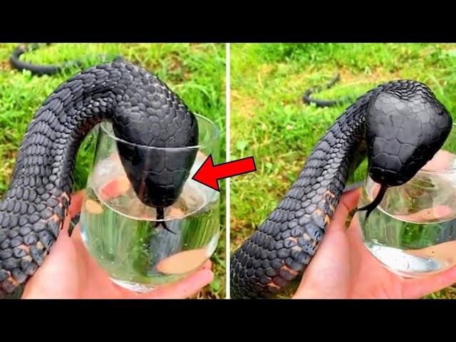 Video thumbnail for Strange Looking Snake Begs Man For Help - He Turns Pale When Realizes Why