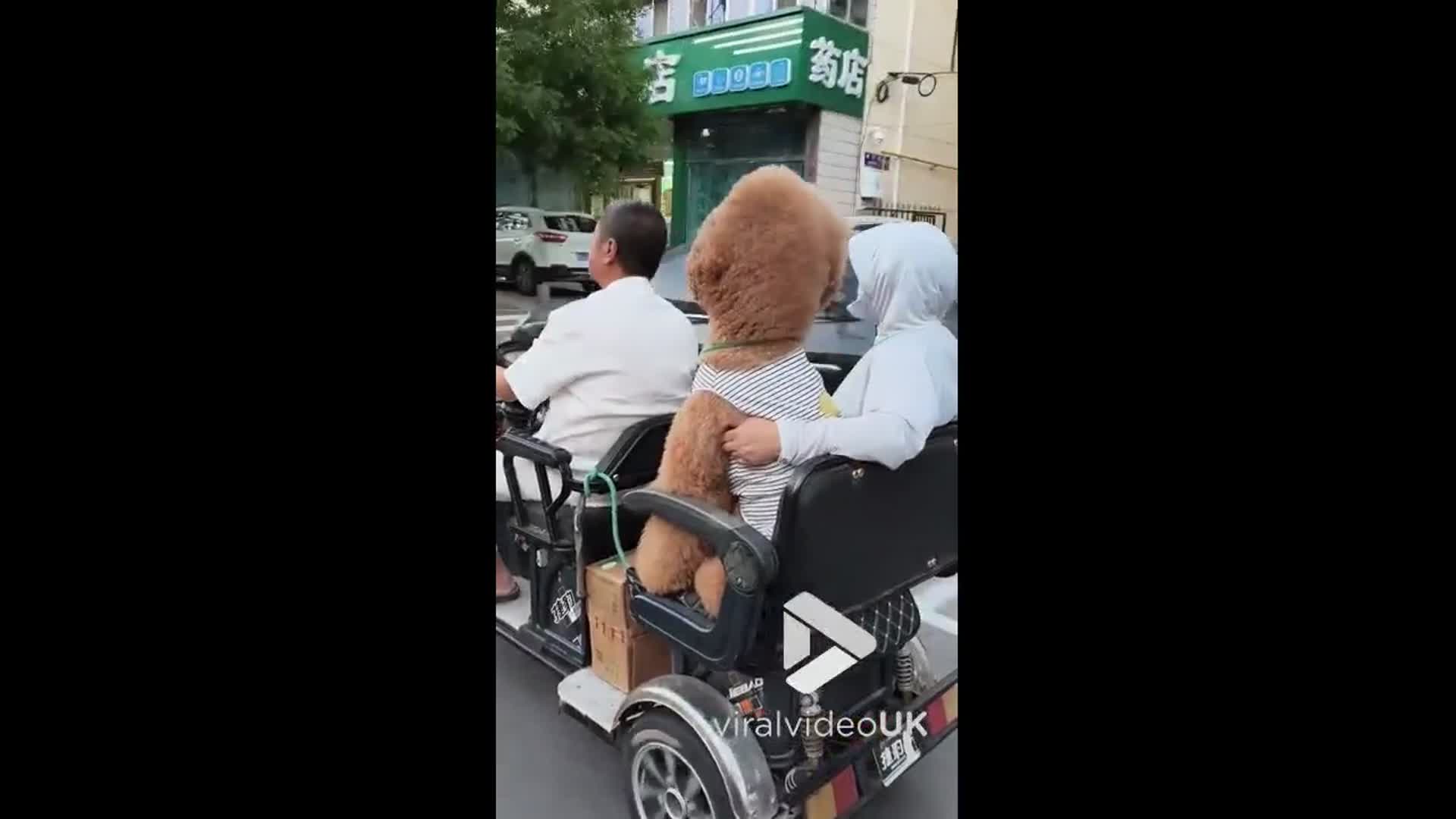 'Video thumbnail for VV5032 Giant poodle rides tricycle with family'