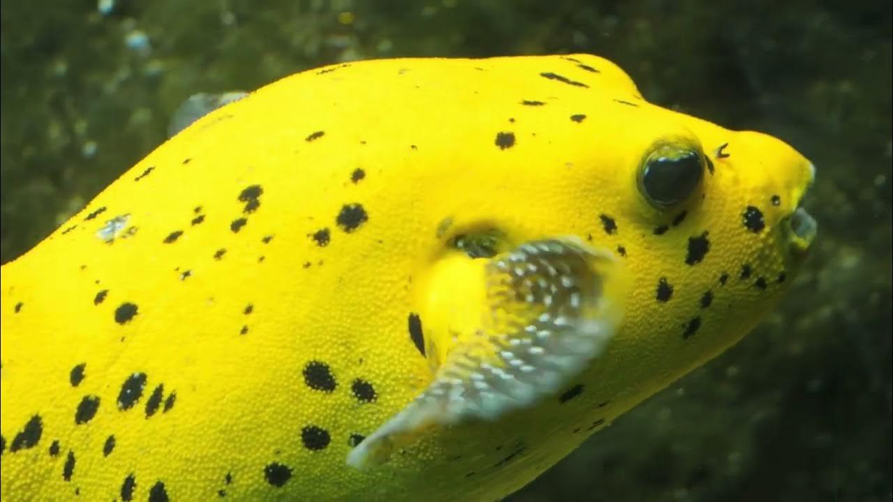 Video thumbnail for Puffer and Boxfish ASMR