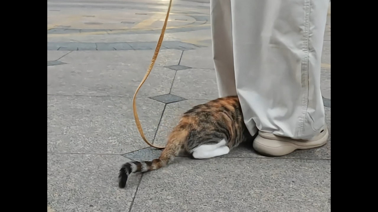 Video thumbnail for Shy Cat Hides Under Owner’s Pants During Walk in Zhejiang