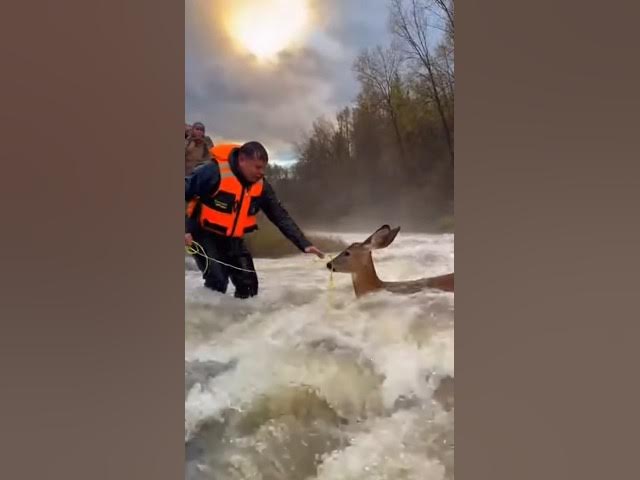 Video thumbnail for рдирджреА рдореЗрдВ рдлрдВрд╕рд╛ рд╣рд┐рд░рдг ЁЯШв | рд╕рдордп рдкрд░ рд░реЗрд╕реНрдХреНрдпреВ рдиреЗ рдмрдЪрд╛рдИ рдЬрд╛рди#DogInRiver#RiverRescue#StreetDog#Bazuaban#Save