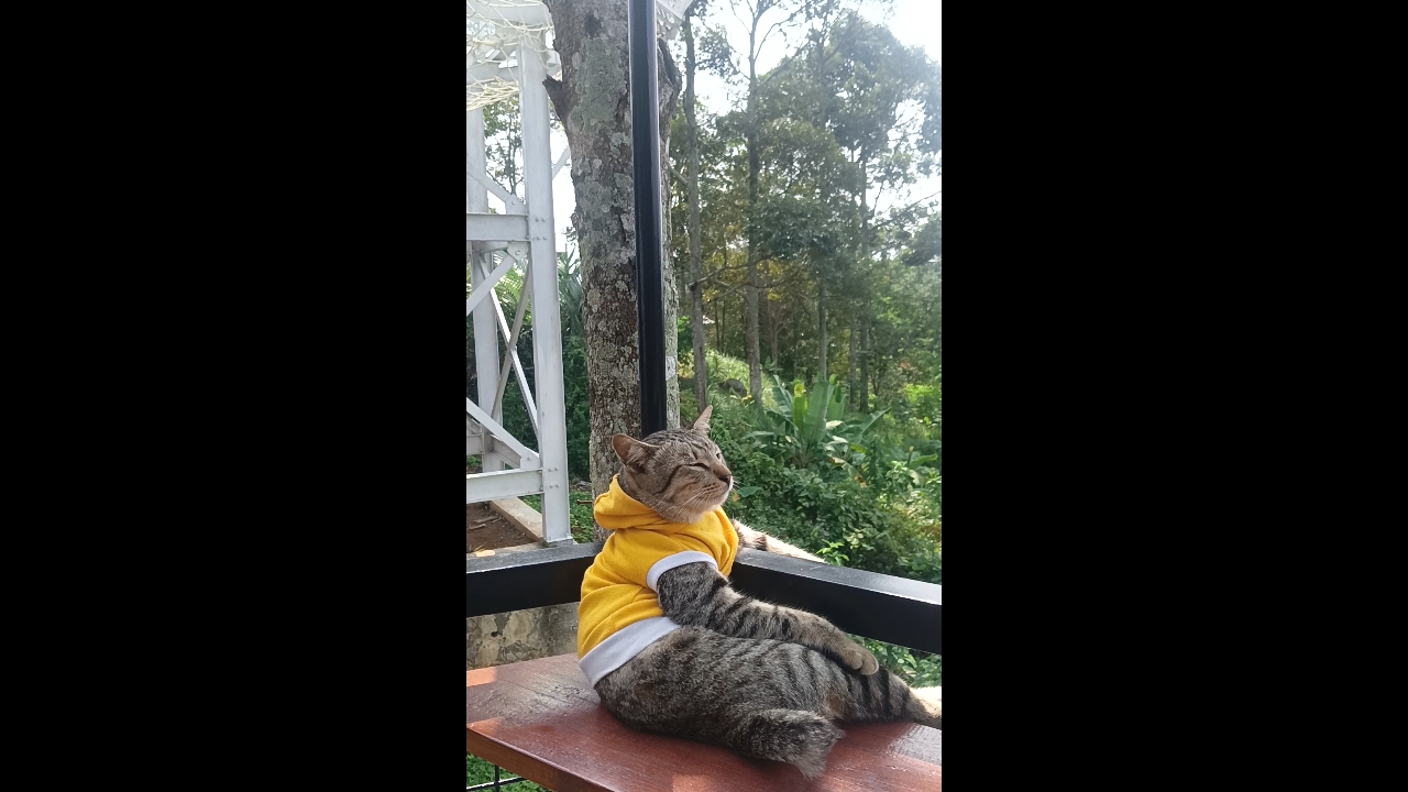 Video thumbnail for Cat Relaxing Outdoors in Sumber Agung, Indonesia