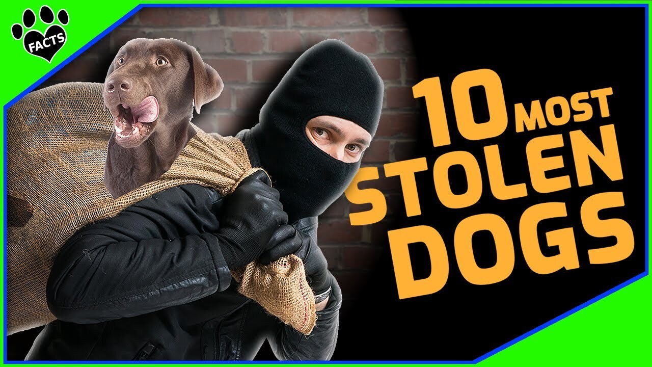 Video thumbnail for Top 10 Alarming Dog Breeds Most Stolen & How to Prevent It