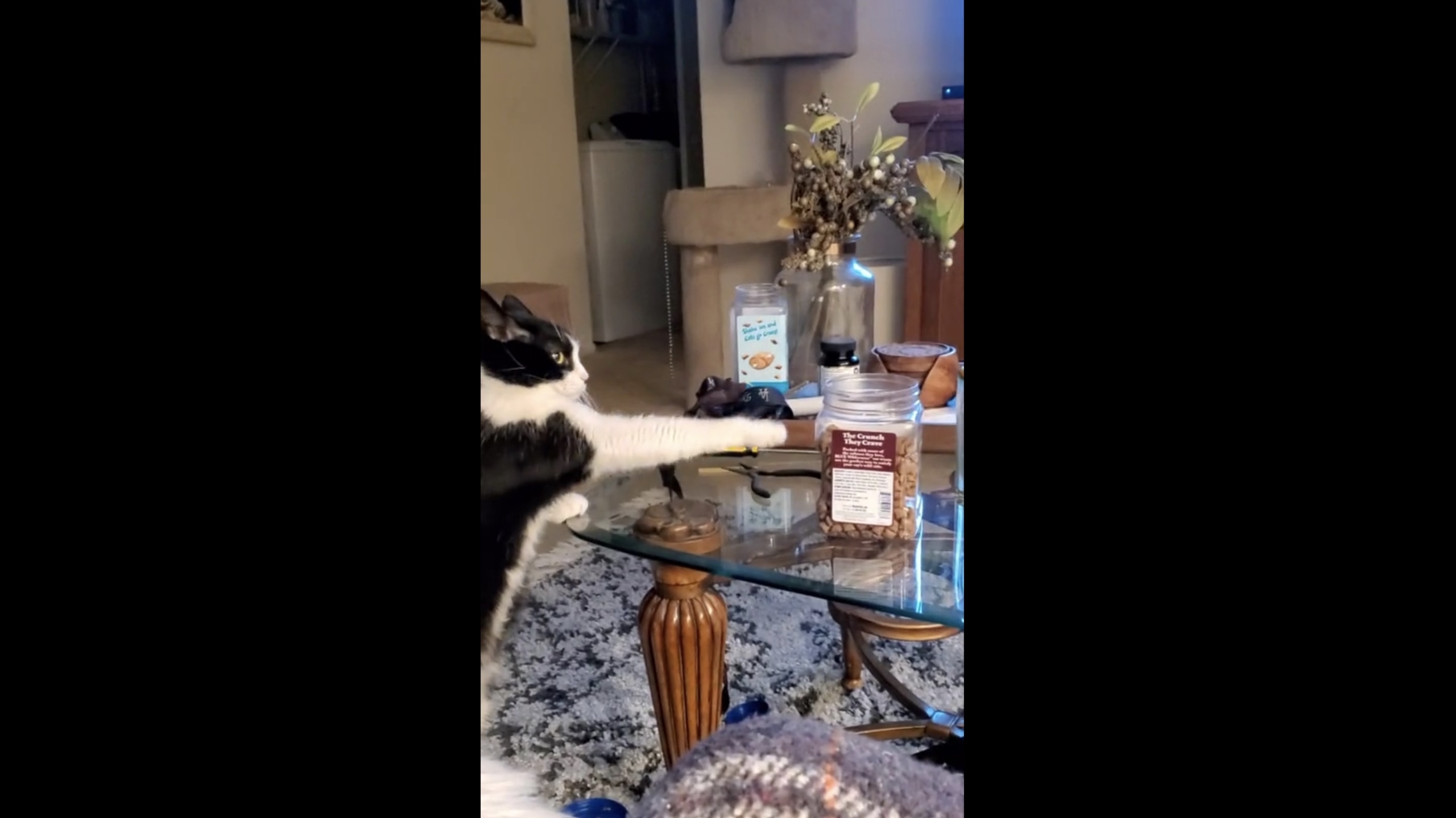 Video thumbnail for Charlie the Cat Has a Clever Way of Asking for Treats