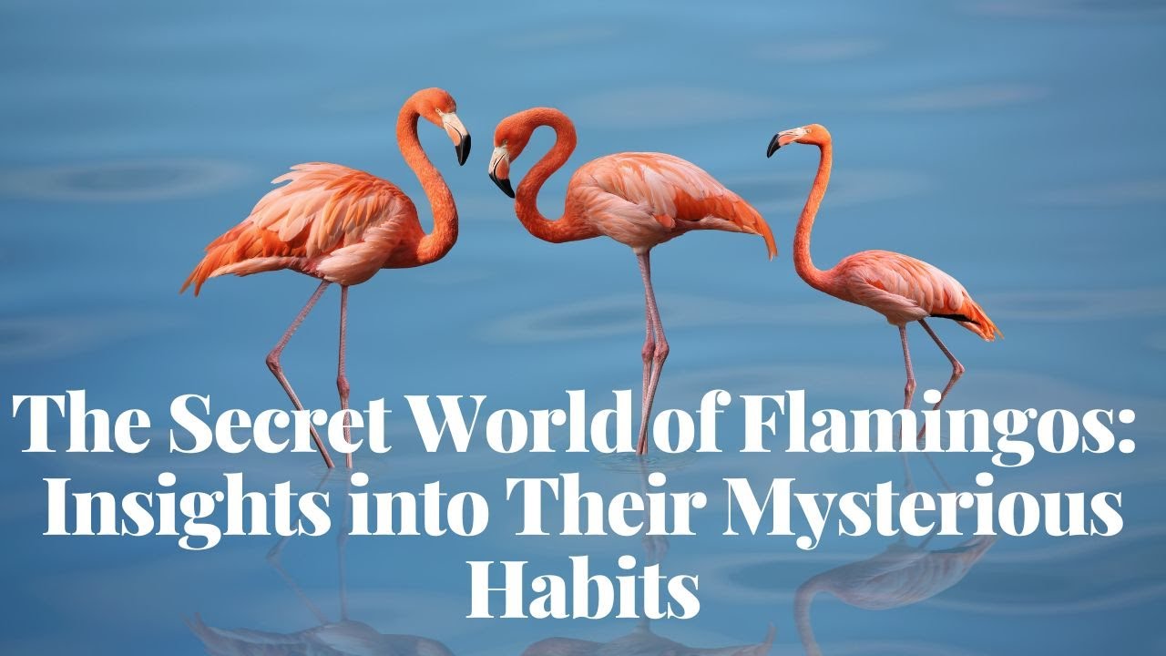'Video thumbnail for The Secret World of Flamingos: Insights into Their Mysterious Habits'
