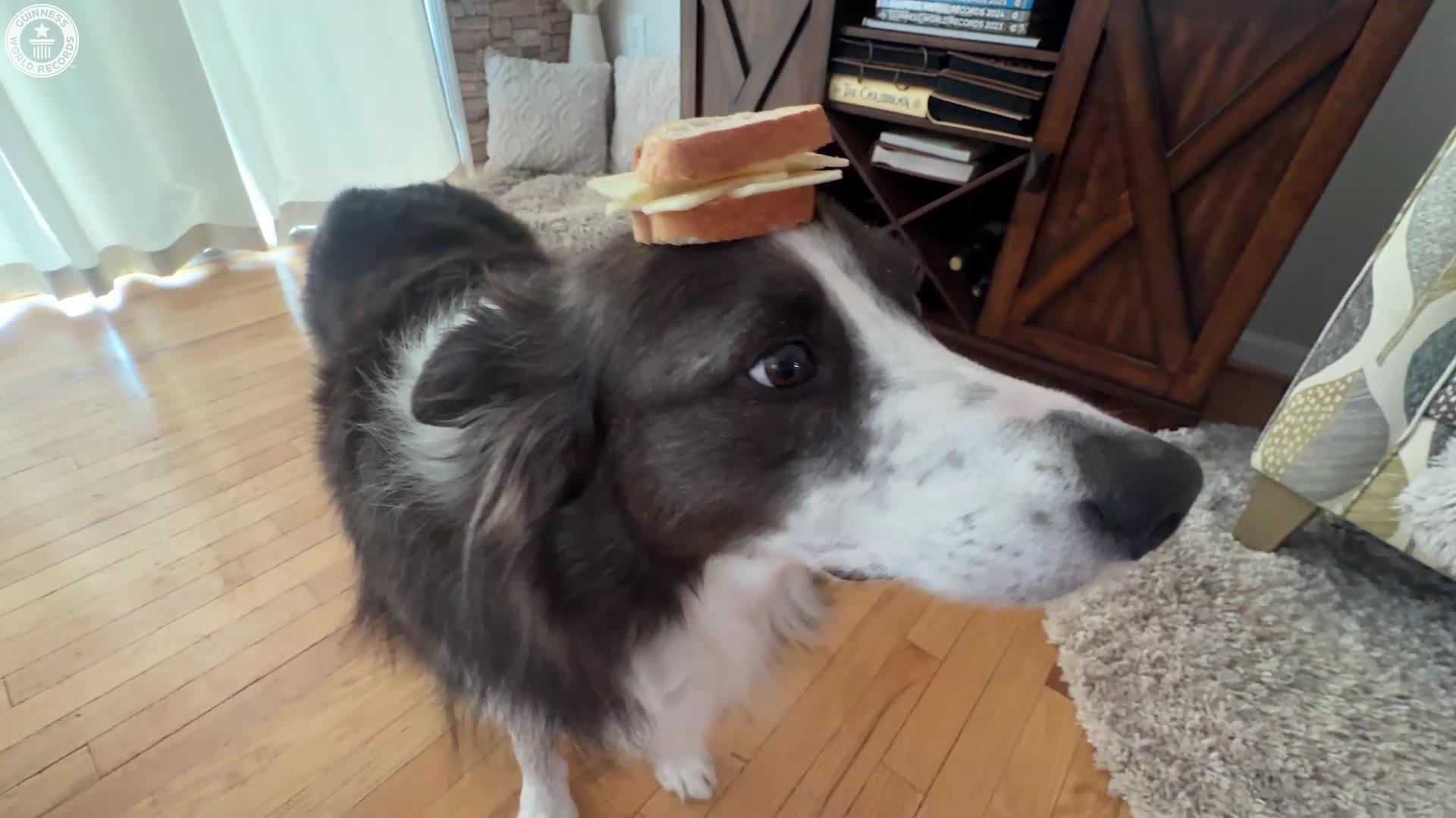 'Video thumbnail for Incredible dog Leonard Lee performs amazing tricks'