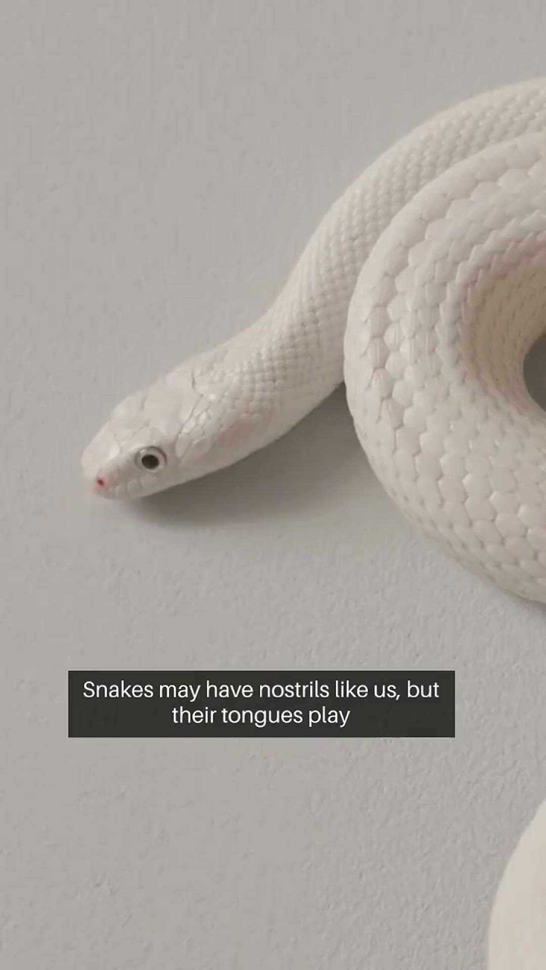 Video thumbnail for Do snakes really smells with their tongue? #snakes #animals #animalfacts #shorts #viral
