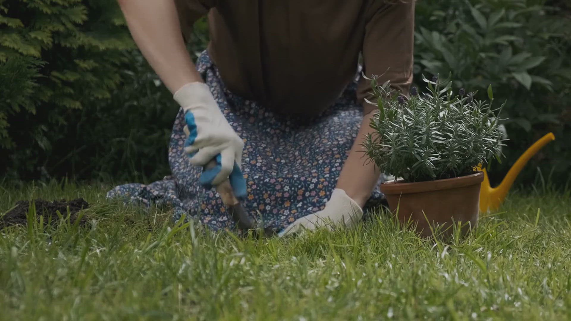 'Video thumbnail for How to Grow Lobelia in Your Garden'