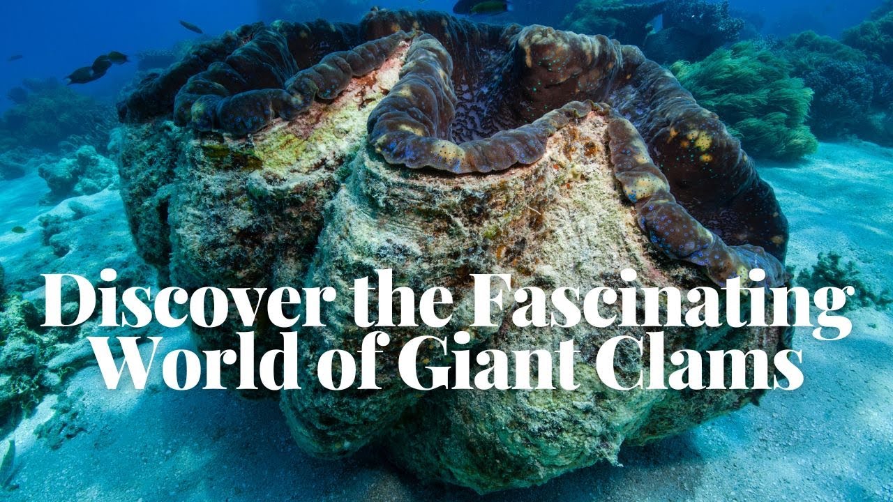 'Video thumbnail for Discover the Fascinating World of Giant Clams'