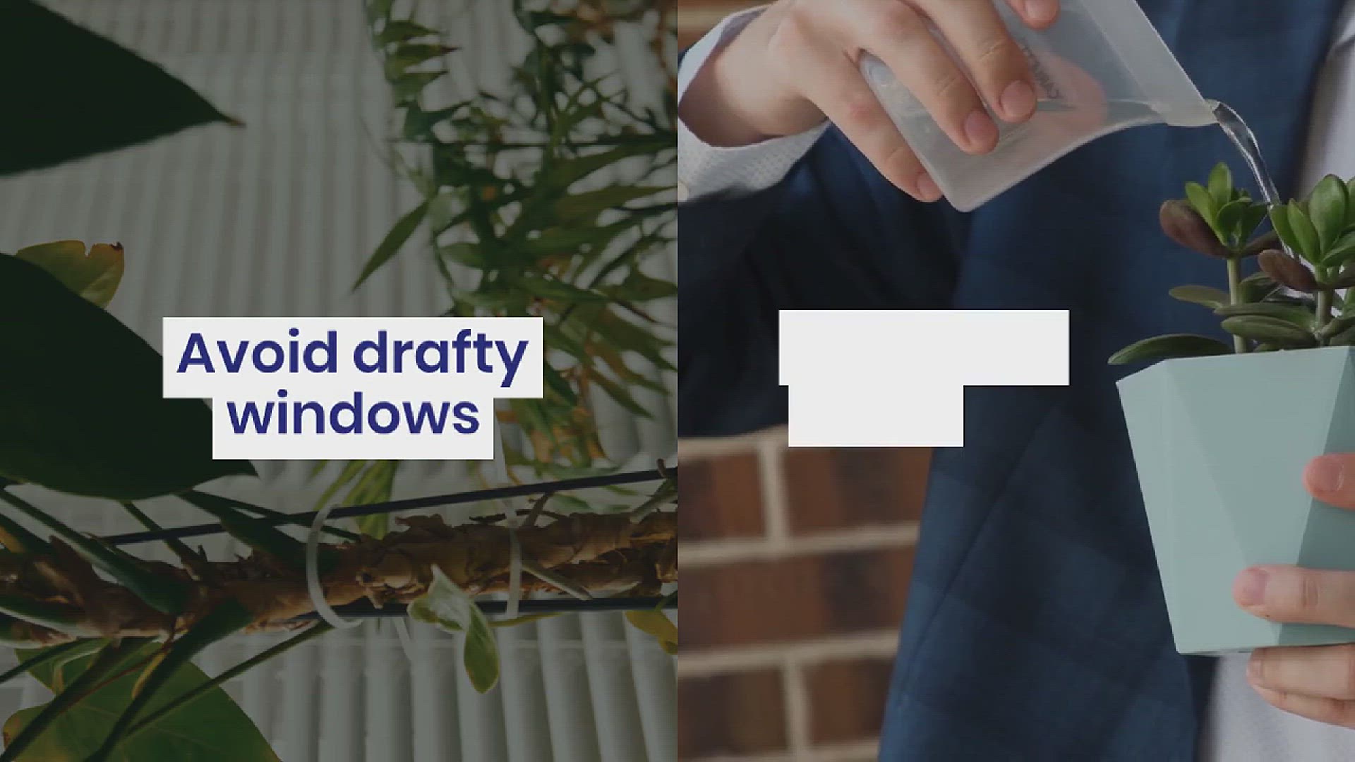 'Video thumbnail for How to Grow Money Tree in Your Room'
