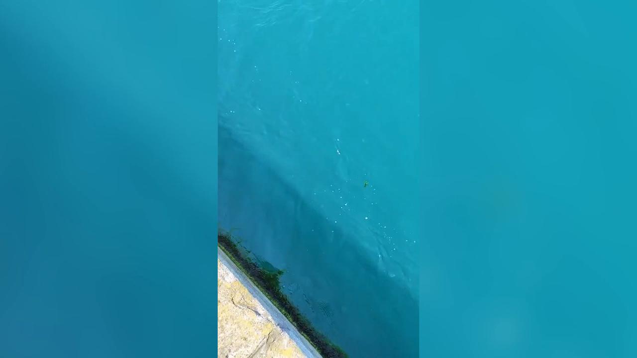 Video thumbnail for Türkiye: Dolphins spotted hunting fish near Kadikoy ferry pier in Istanbul.