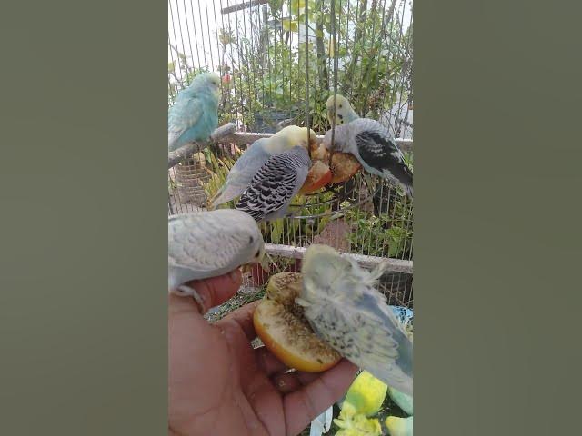 Video thumbnail for 🛍️日本で話題のインコ生活グッズ🐦✨ #おすすめ 🛍️