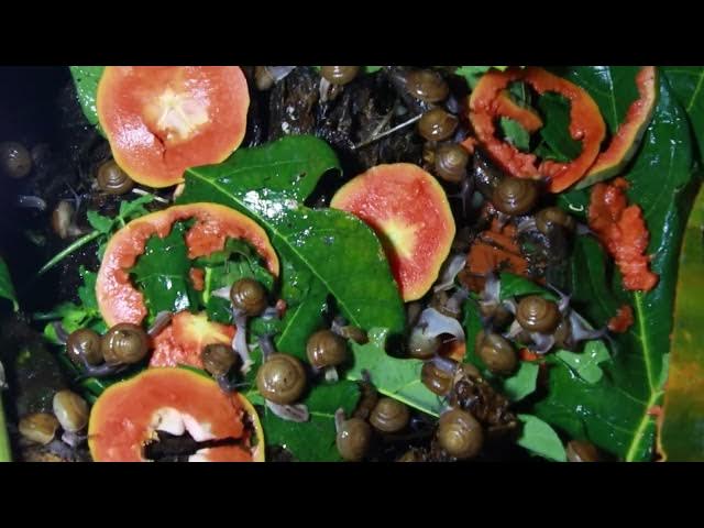 Video thumbnail for 🐌 Snails, 🐌 snial alot eating papaya fruits now 🦈 | 𝑴𝒆𝒕𝒉𝒐𝒅𝒔 #𝟗𝟔9033