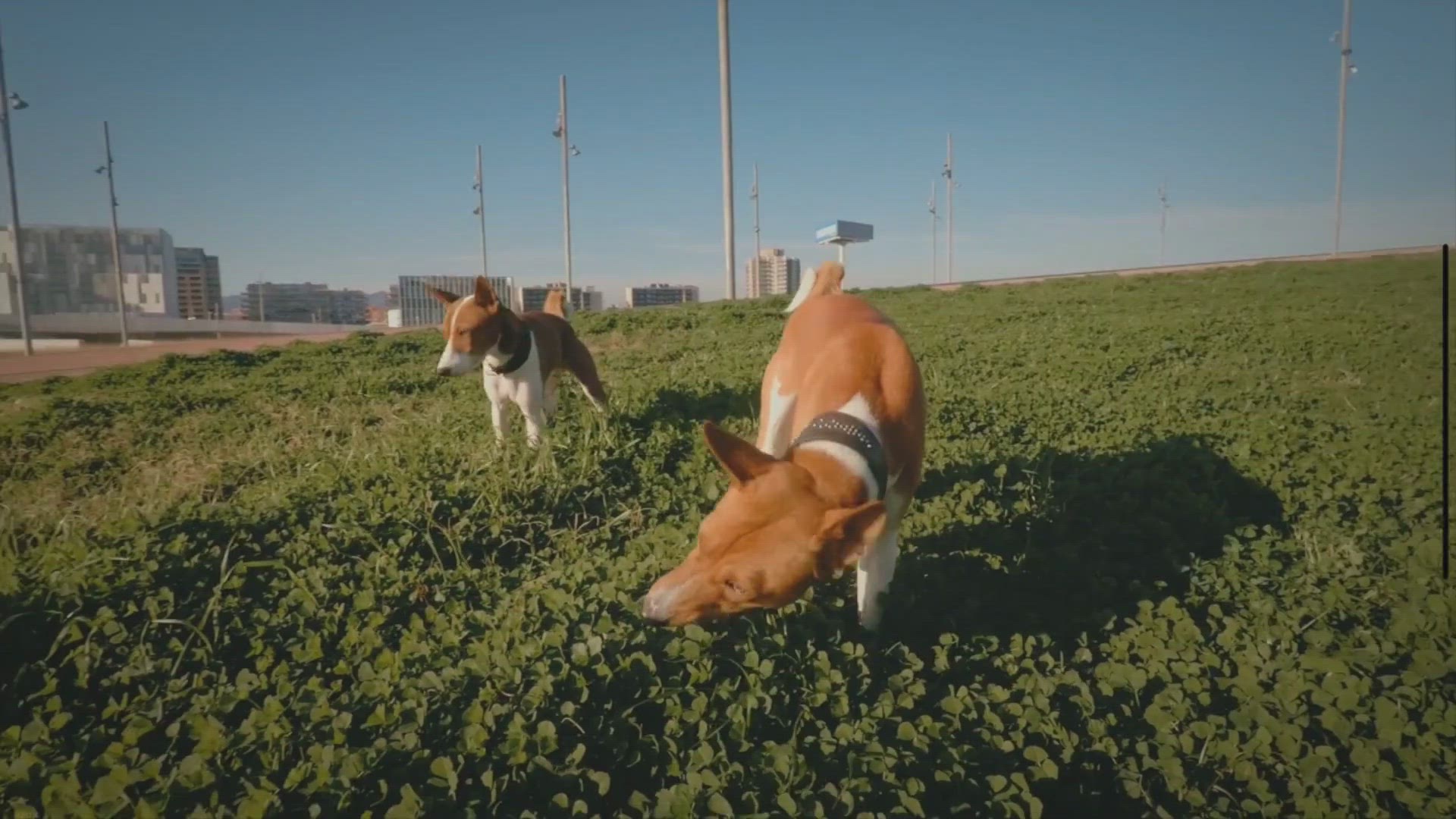 Video thumbnail for How do dogs show excitement through jumping?