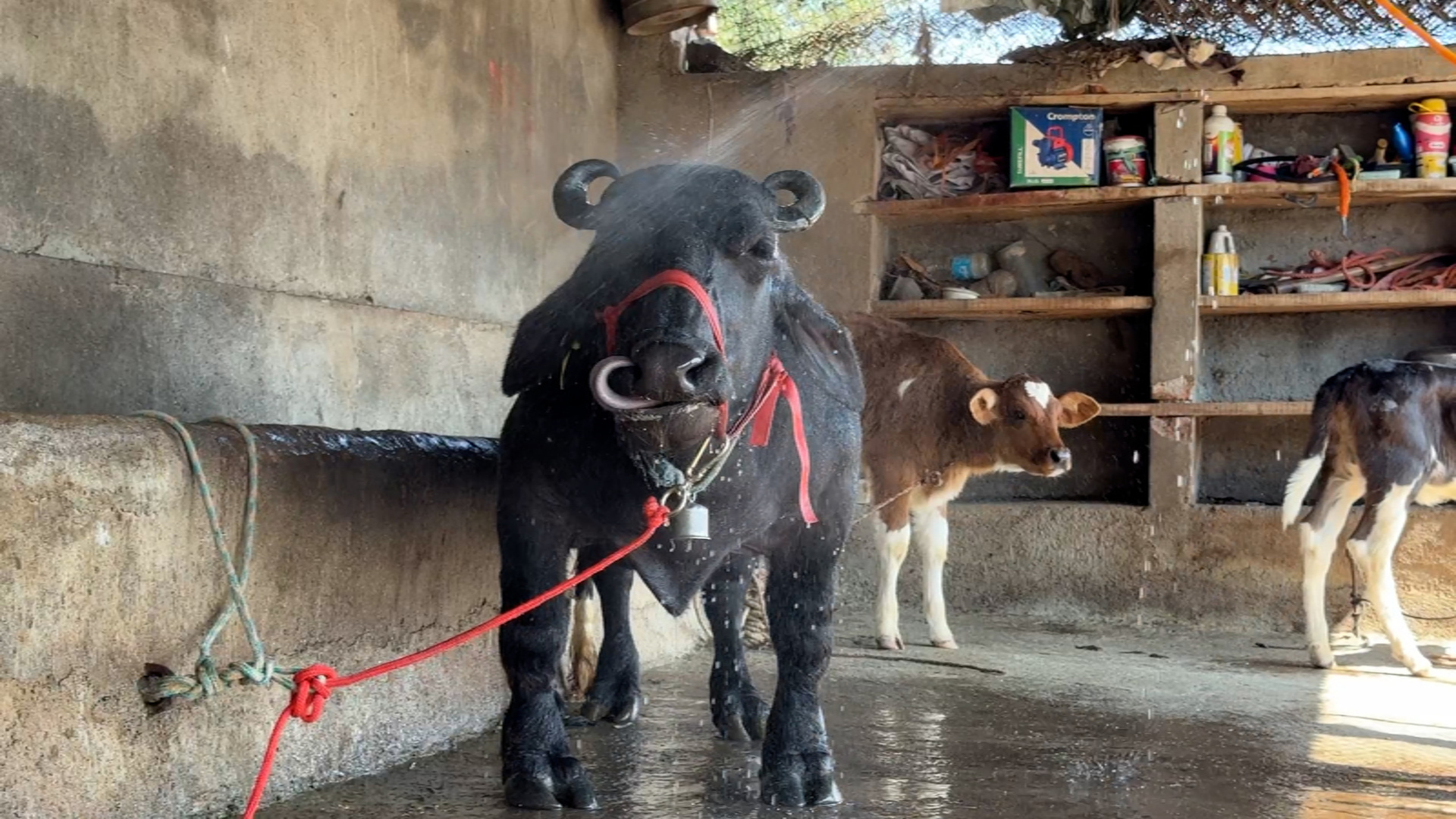 Shortest living water buffalo  83.8 cm (2 ft 8 in) achieved by Radha