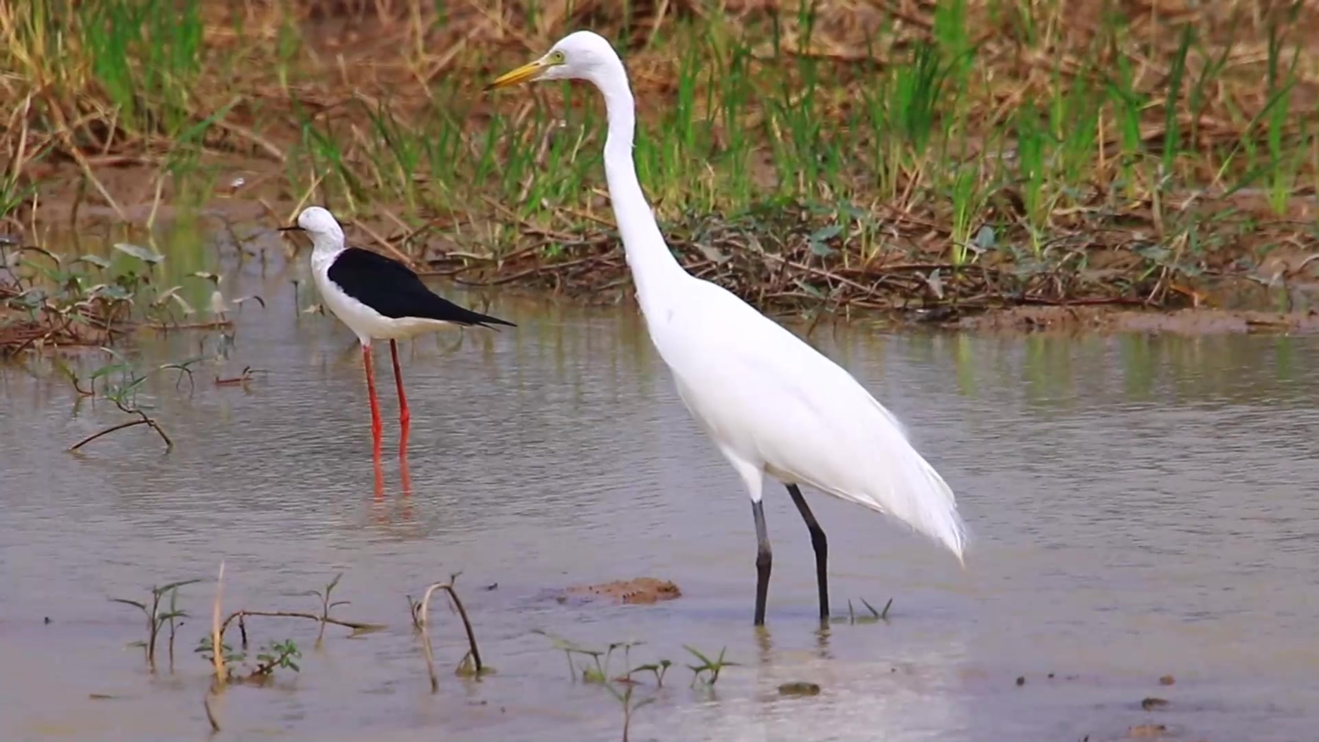 Video thumbnail for White hero bird waiting to catch fish eat in lake