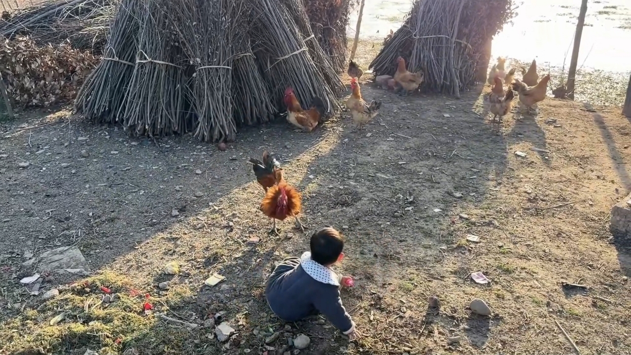 Video thumbnail for Rooster Charges Boy, Causing Surprise Tumble!
