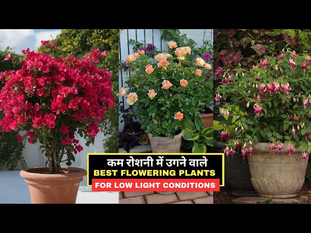 Video thumbnail for कम रोशनी में उगने वाले बेस्ट फ्लॉवरिंग प्लांट्स || Best Flowering Plants for Low Light Conditions