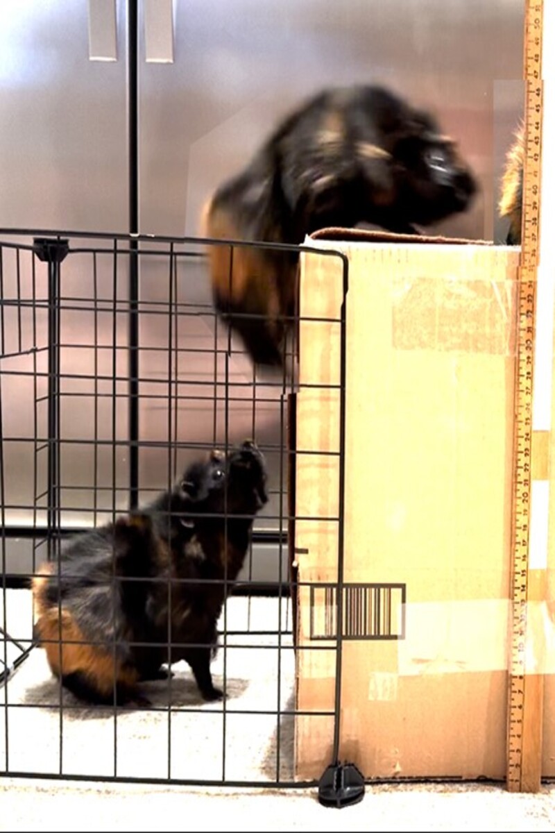 Video thumbnail for Highest platform jump by a guinea pig  36 cm (14.17 in) by Bob