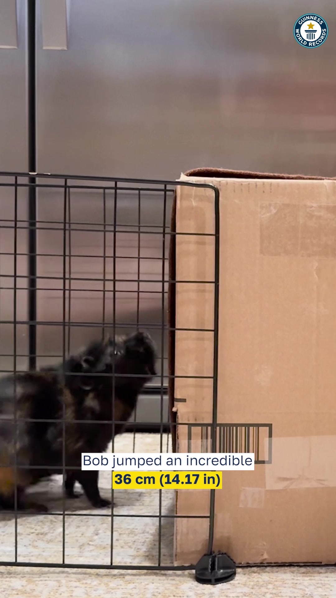 Video thumbnail for Highest platform jump by a guinea pig  36 cm (14.17 in) by Bob